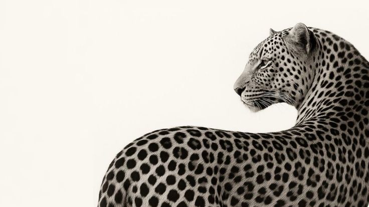 PANTER